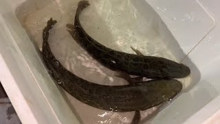 I Caught Snakehead Fish by Traditional Fishing