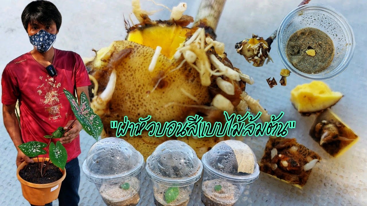 ขยายพันธุ์บอนสี 