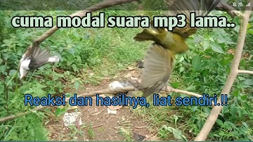 Mikat burung liar cuma pake suara mp3 dan pulut #caramikatburung