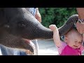 TRY NOT TO LAUGH ! Naughty Elephants Trolling People ★ Funny Babies and Pets