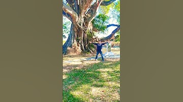 Chiêm ngưỡng gốc đa 200 tuổi #khampha #trainghiem #caycothu#caydaithu