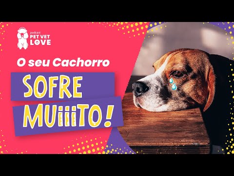 Vídeo: Artrite em Cães