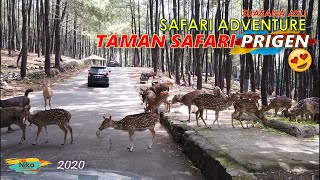 Download lagu Taman Safari II Prigen TERBARU Safari Adventure di... mp3