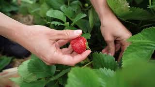 Die Selbstpflücksaison Startet - Sander Erdbeeren In Gestorf, Völksen, Gehrden & Steinkrug Pflücken