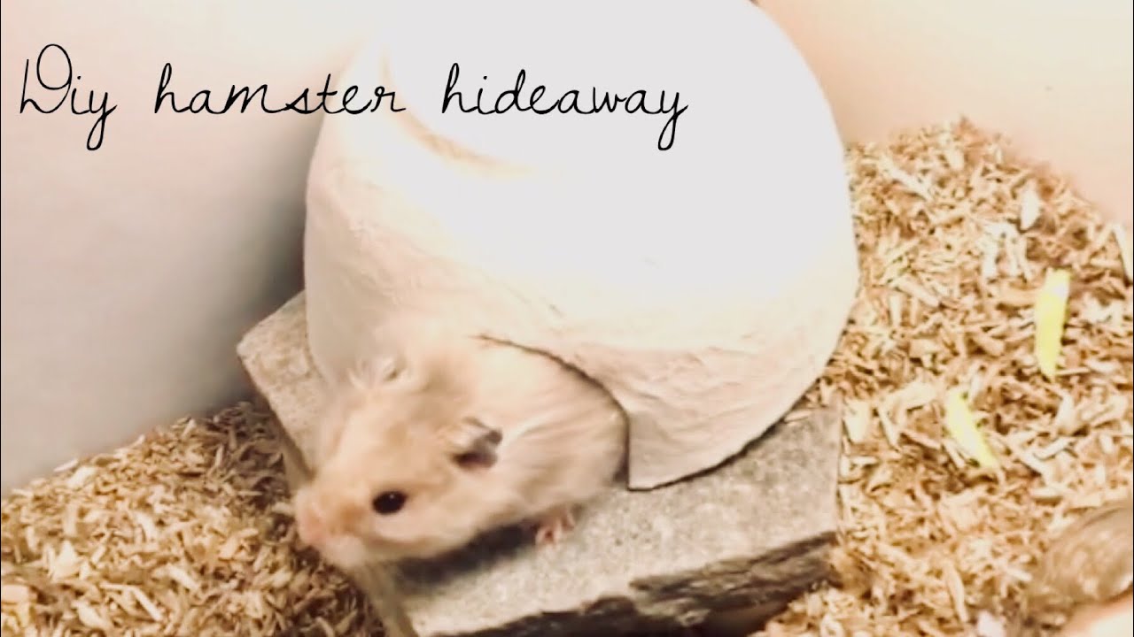 DIY hamster hideaway
