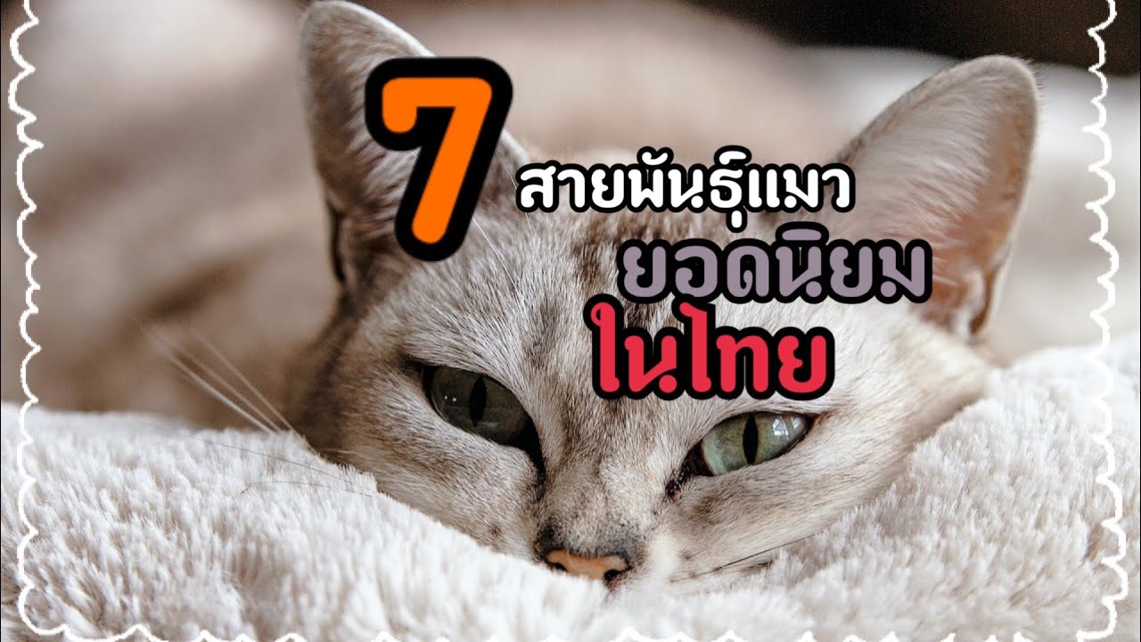 7อันดับสายพันธุ์แมวยอดนิยมในไทย