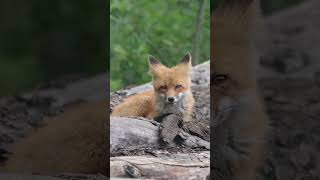 Red fox turning its ears #fox #wildlife #animals #shorts