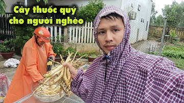 Đẳng Sâm - Cây thuốc Quý cho người nghèo - Văn Hải TV