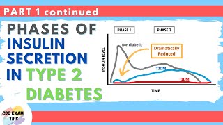 Phases of Insulin Secretion in Type 2 Diabetes | CDE exam Tips