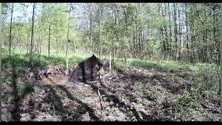 2024.04.28-05.05 Miško mamytės. Šernė su šerniukais, elnė, briedė, danielės.