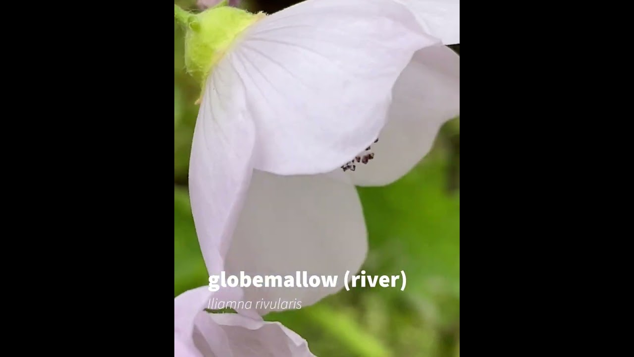 globemallow (river)