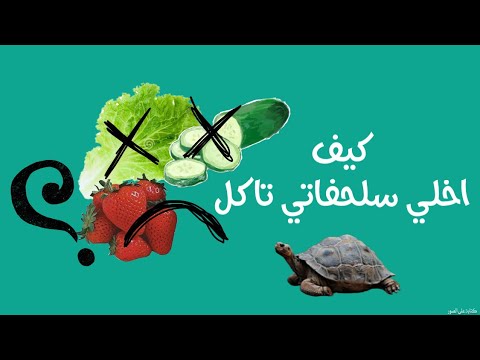 فيديو: هل يمكن للسلاحف أن تأكل البلم؟