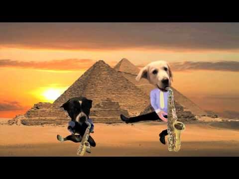 nowy MR Harmoszku i jego Psy - Wakacje w Egipcie (ta opaska)