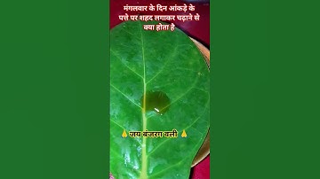 मंगलवार के दिन आंकड़े के पत्ते पर शहद लगाकर शिवलिंग पर चढ़ने से क्या होता है#tranding#shiv#upay#sht