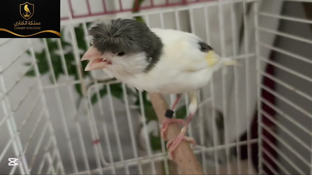 اقوى تغريد كناري ذهبي لتحفيز الذكور والاناث على التزاوج وتعليم الفراخ التغريد بدقه عاليه جدا