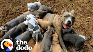 Mama Pitties Are The Best Moms | The Dodo