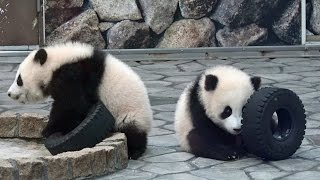 眠るパンダ Amazon | アテックス(Atex) ATEX ルルド 抱き枕 おやすみ
