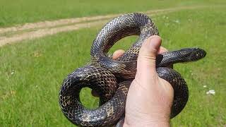 Cave Region KY rat snake - 26 May 2025
