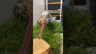 Chorizo, the Argentine black and white tegu  #wildlife #zoolife #animals