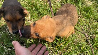 We went to check the mother dog and her puppies dumped by the roadside. by Sevpati 24,243 views 3 weeks ago 28 minutes