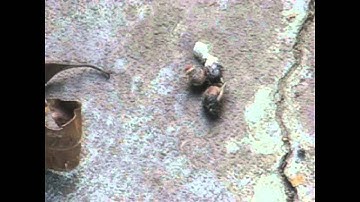 Snake Poo, Shit, Dropping ?