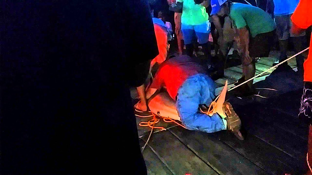 Shark caught at Pier in Panama City Beach Part 2 YouTube