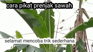 cara pikat burung prenjak sawah dengan mp3