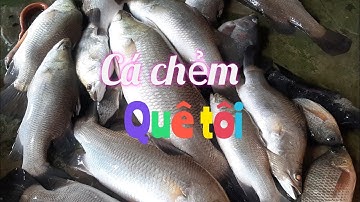 tập 111👈thuốc cá vuông miền tây   toàn là cá chẻm #damdoiquetoi 🐟🐟🐟🐟🐟