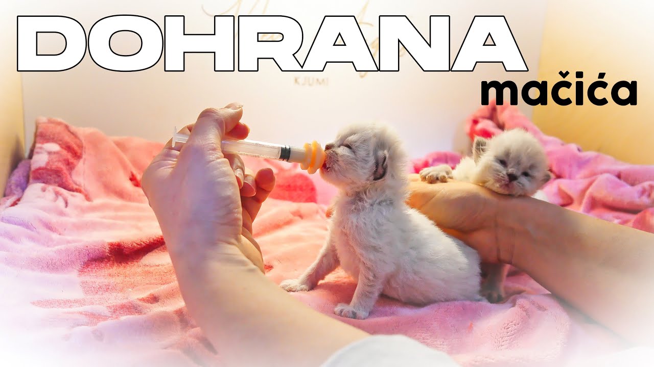 Kako dohraniti tek rođene mačiće
