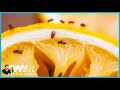 Put This Near the Fruit in Your Home to Keep the Fruit Flies Away | On Air with Ryan Seacrest