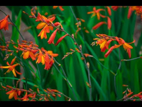 Видео: Crocosmia (montbrecia) (47 зураг): цэцэрлэгт олон наст Японы гладиолус тарих, арчлах. 