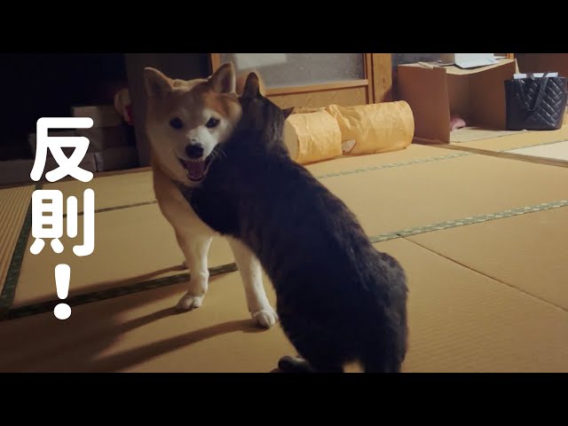 まだ眠くない猫たちに手を焼く柴犬 Cats aren't sleepy yet