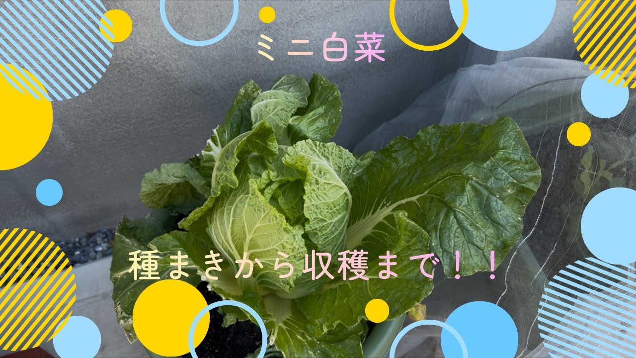 【ミニ白菜】失敗⁉収穫までいけるか！