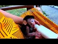 Newborn Baby Monkey Girl Pampering with Grandma