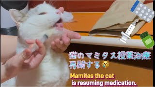 猫のマミタス投薬治療を再開する😿
