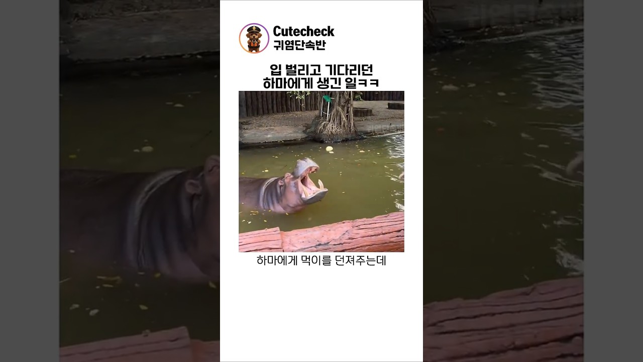 입 벌리고 기다리던 하마에게 생긴 일ㅋㅋ