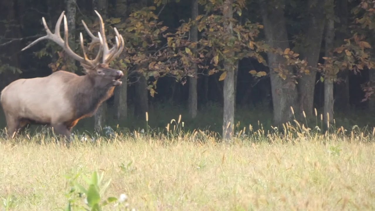 Elk Bugle YouTube