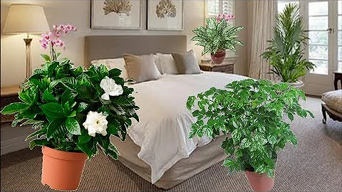 Какие цветы категорически НЕЛЬЗЯ держать в спальне, а какие МОЖНО и нужно!