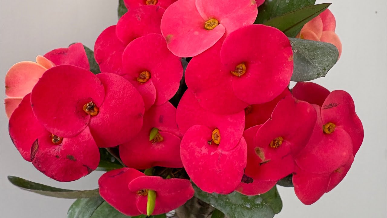 Maranta,begonya, Paskalya 💐05066598226