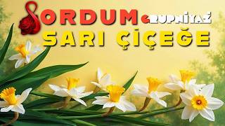 Sordum Sarı Çiçeğe Yunus Emre İlahi