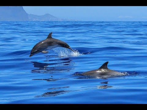 Какая рыба ловится в Сочи, в Черном море.