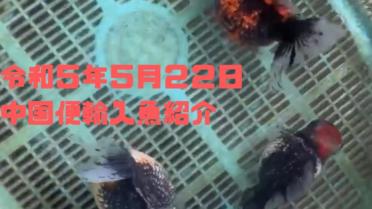 令和5年5月22日中国金魚の紹介 - YouTube