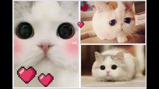 THE Funniest cats and kittens ever! Best momens! Best COUBS 2024! 2024年のベスト子猫 лучшие котята 2024