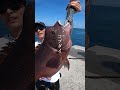 淡路島の沖堤防で化け物が釣れた