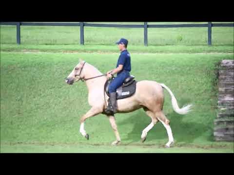 Lote 30 - Guria da Tarlim