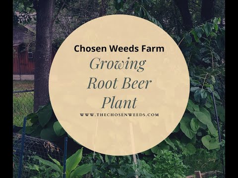 Vídeo: Root Beer Plant Growing - Como é usada uma planta de Root Beer