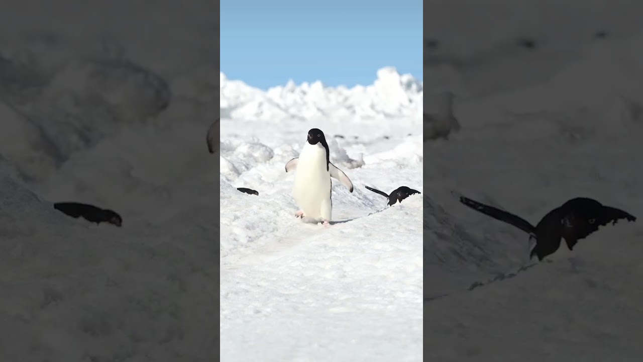 Penguin  Highway ...😍