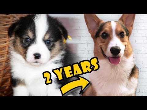 corgi puppy to adult