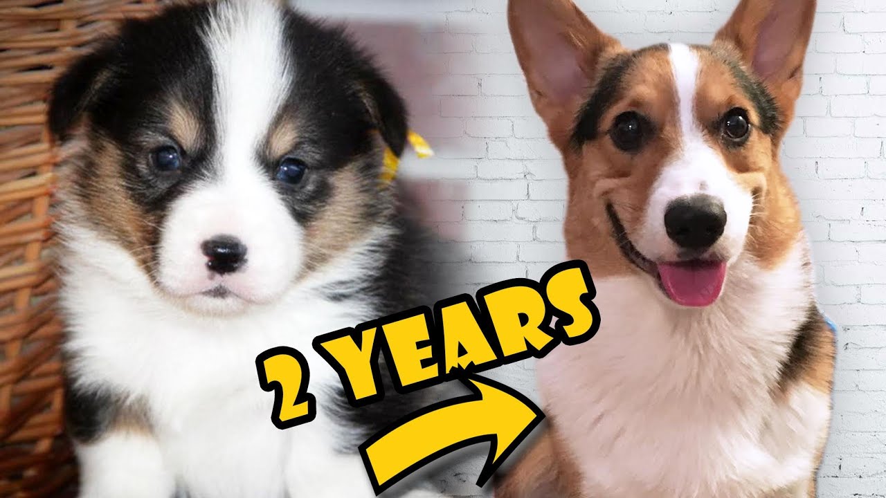How long is a dog considered a puppy?