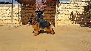 berger allemand algerie / مزرعة كلاب جيرمن شيبرد الجزائر